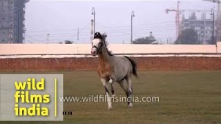 Best race horses of India Marwari horse Akash in slow motion flight [upl. by Gradey804]