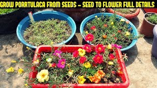 How To Grow Portulaca Or Moss Rose From SeedsFull Information From Seed To Flower [upl. by Quintilla]