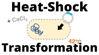 Microbiology Escherichia coli Biochemical testing interpretation [upl. by Archangel138]