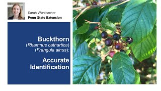 Buckthorn Accurate Identification [upl. by Ledniahs]