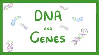 GCSE Biology  DNA Part 1  Genes and the Genome 63 [upl. by Vivica]