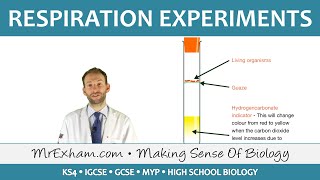 Respiration Experiments  GCSE Biology 91 [upl. by Vandervelde]