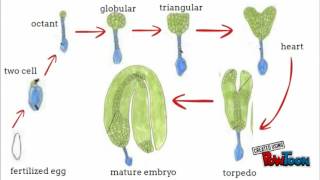 plant embryogenesis BSM3103 [upl. by Wales380]