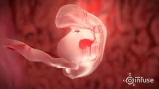 Fetal Development 3D Animation  Infuse Medical [upl. by Lap635]