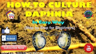 HOW TO CULTURE DAPHNIA In Easy Way [upl. by Danella919]