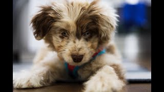 Introducing Beau  Our 10 Week Old Mini Aussie Doodle [upl. by Saville811]