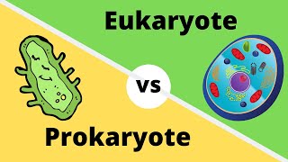 PROKARYOTES VS EUKARYOTES How cells are different [upl. by Blisse]