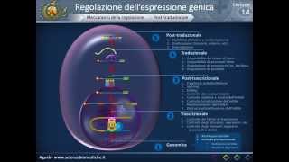 Biologia 14  Regolazione dellespressione genica [upl. by Ecyt197]