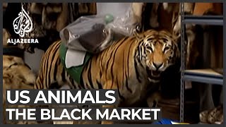 The black market animal business [upl. by Kathleen]