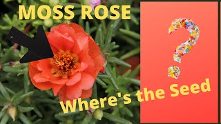 Saving Portulaca Moss Rose Flower Seed  Collecting Seed [upl. by Euqirat]