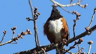 Spotted Towhee Singing [upl. by Dianne]