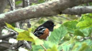 Spotted Towhee Call [upl. by Tabber]