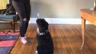 Tucks the Mini AussieDoodle Puppy Tricks 4 months old [upl. by Hauge]