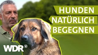 Hundebegegnungen ohne Stress  Hunde verstehen  S01E02  WDR [upl. by Adekan]