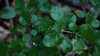 How to conduct your own buckthorn bust [upl. by Viveca679]