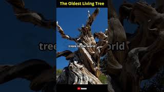 The Oldest Living Tree [upl. by Haonam329]