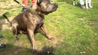 Cane Corso vs Dogue argentin  Dogo Argentino [upl. by Marleen151]